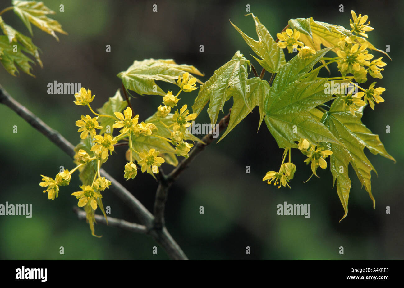 Norway maple (Acer platanoides), blossoms Stock Photo Alamy