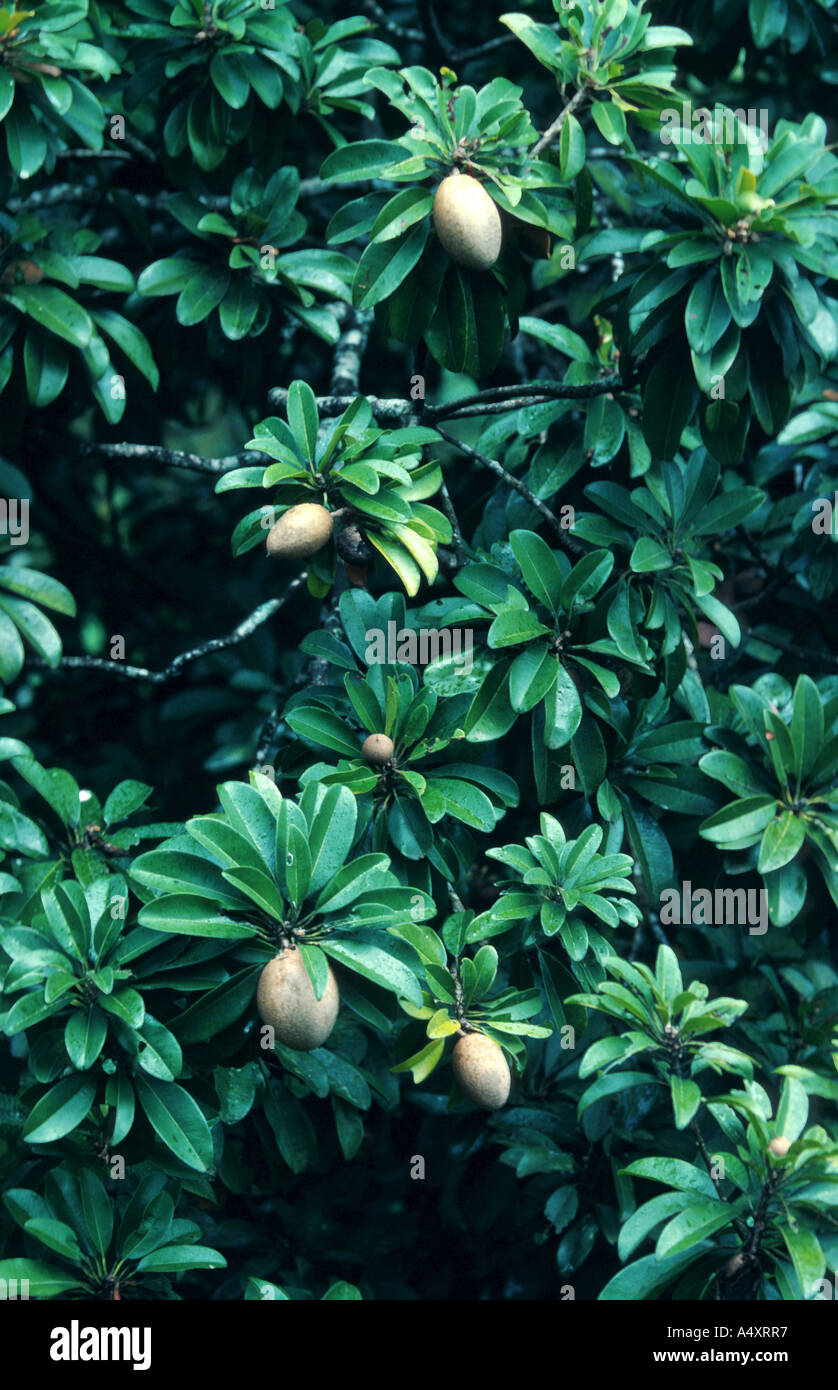 Marmelade Plum (Manilkara zapota, Achras zapota), with fruits Stock Photo