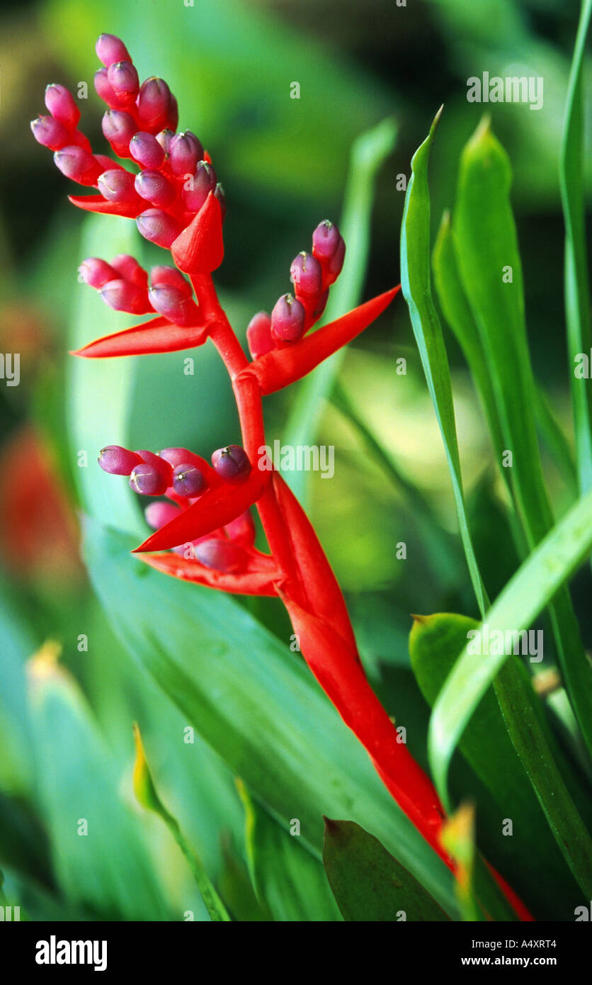 Aechmea (Aechmea weilbachii), inflorescence Stock Photo