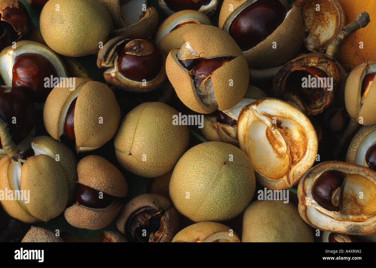 yellow buckeye (Aesculus flava, Aesculus octandra), fruits, arranged Stock Photo