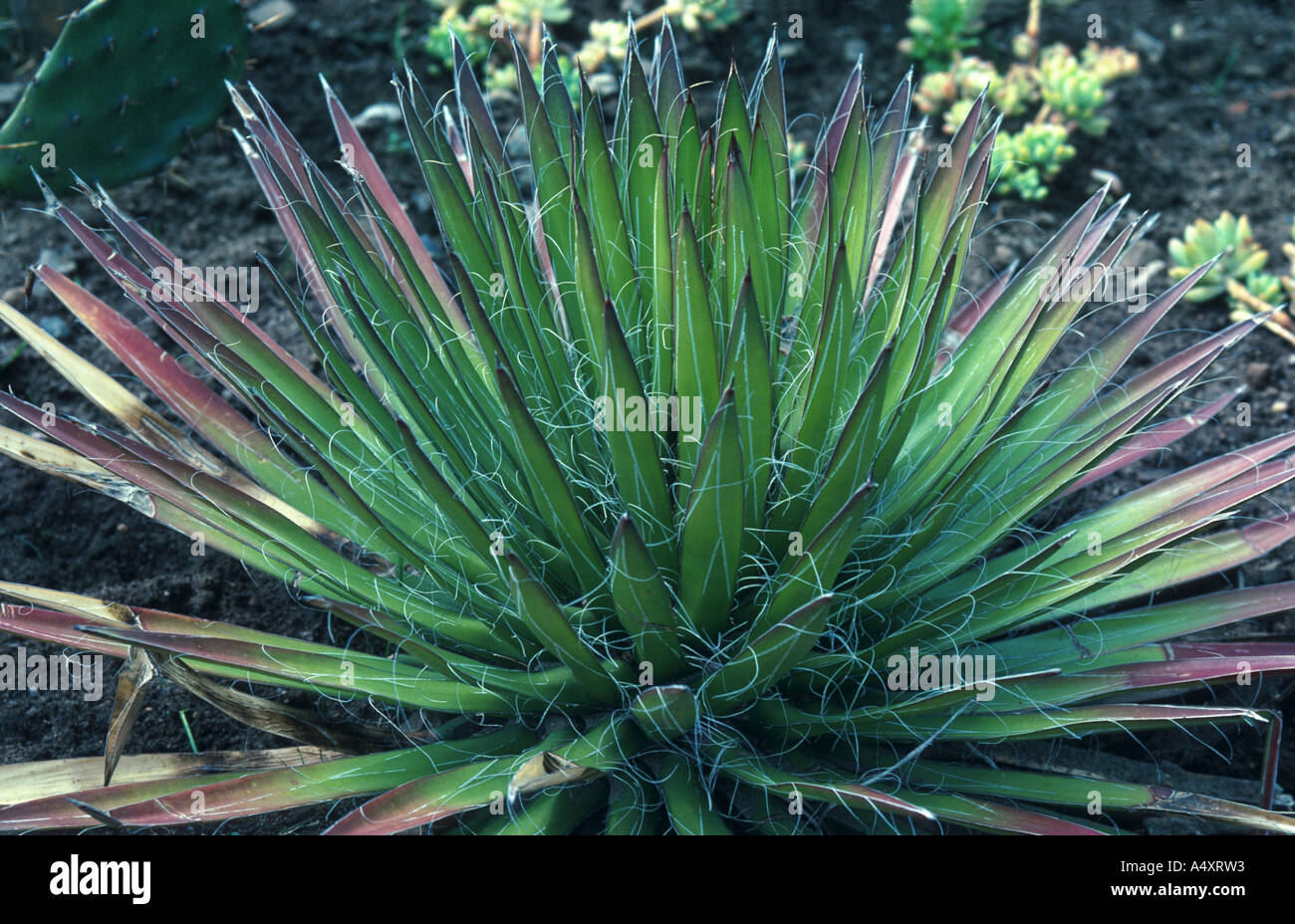 agave (Agave filifera) Stock Photo
