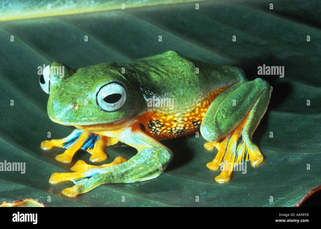 flying frog (Rhacophorus reinwardtii), sitting on a green leaf Stock ...