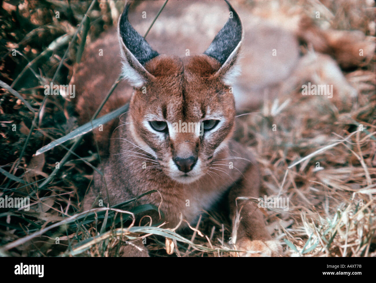 Felis caracal best sale