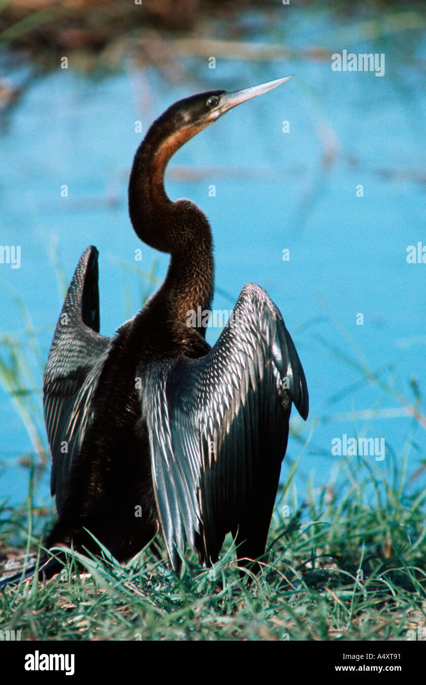 African darter Anhinga rufa Lochinvar National Park Zambia Stock Photo