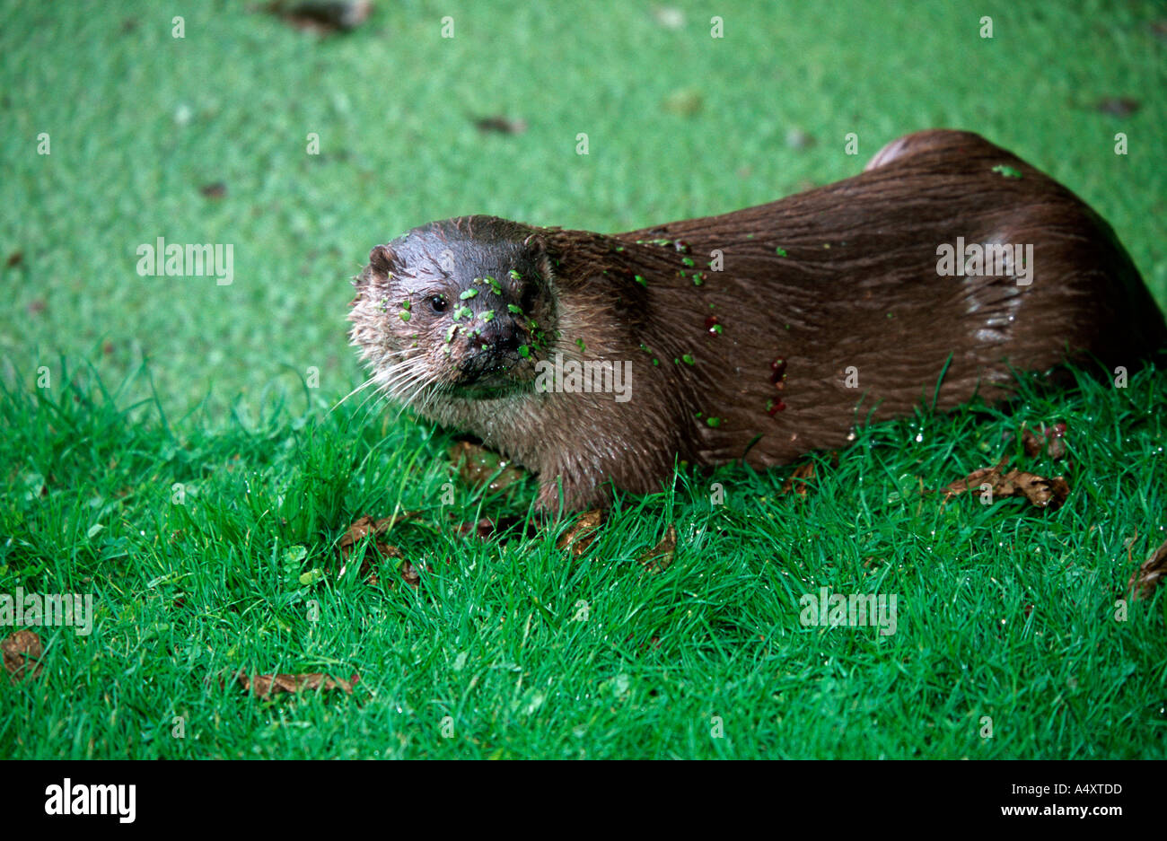 European otter Lutra lutra Otter Trust Bungay Norfolk UK Stock Photo