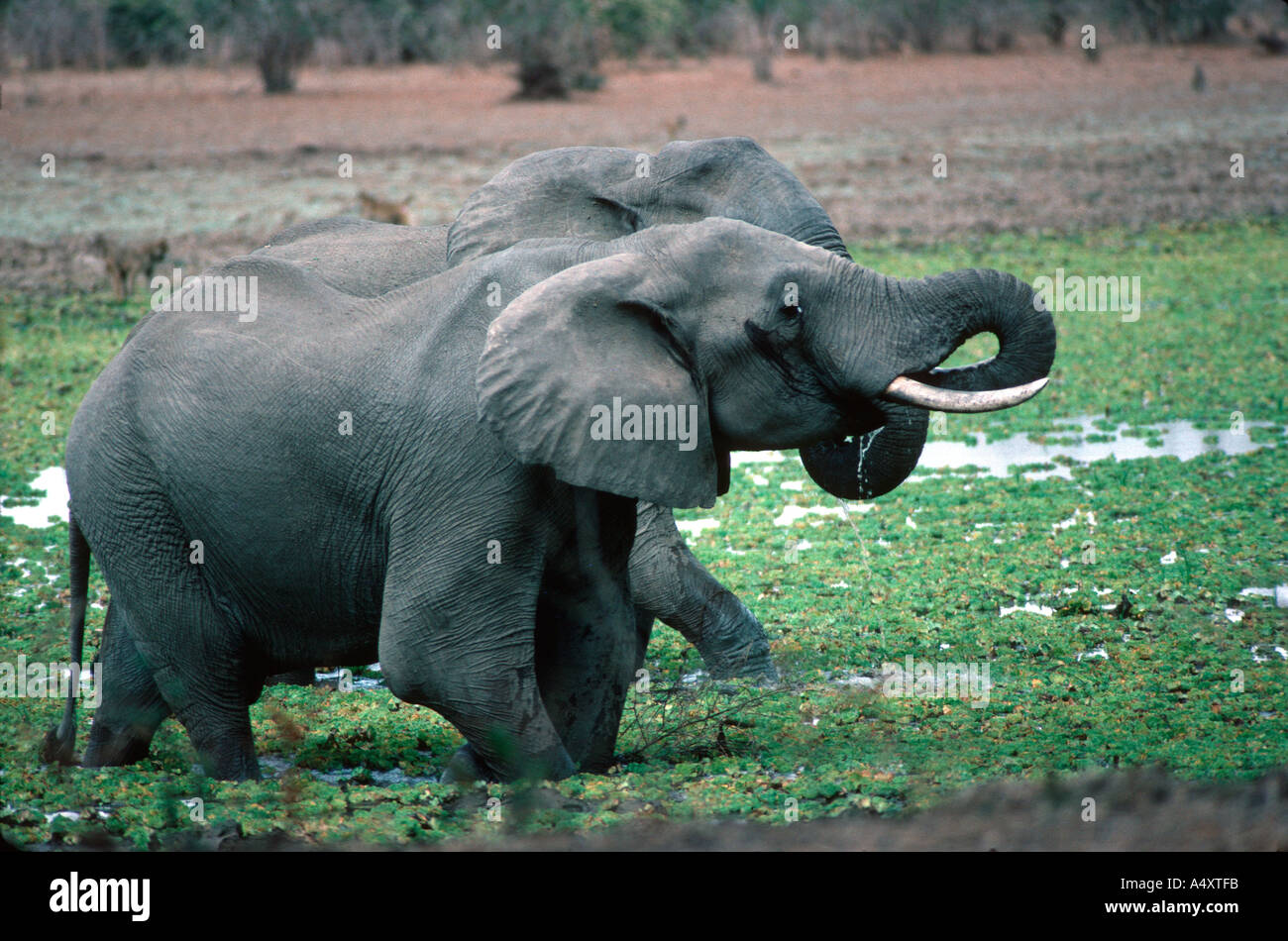 African elephants drinking Loxodonta africana South Luangwa National Park Zambia Stock Photo