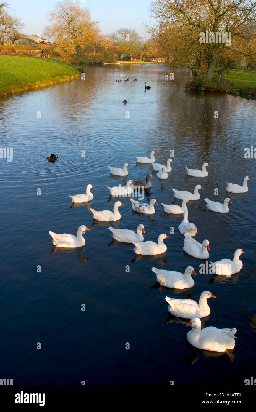 Geese on the Mill Pond at Horningsham Wiltshire Stock Photo