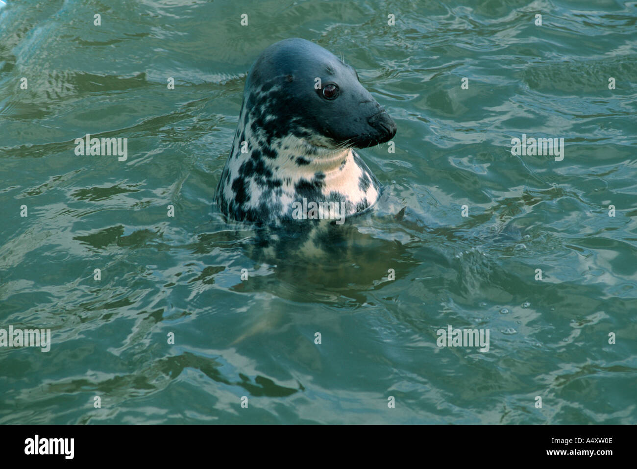 Seal sanctuary gweek cornwall hi-res stock photography and images - Alamy