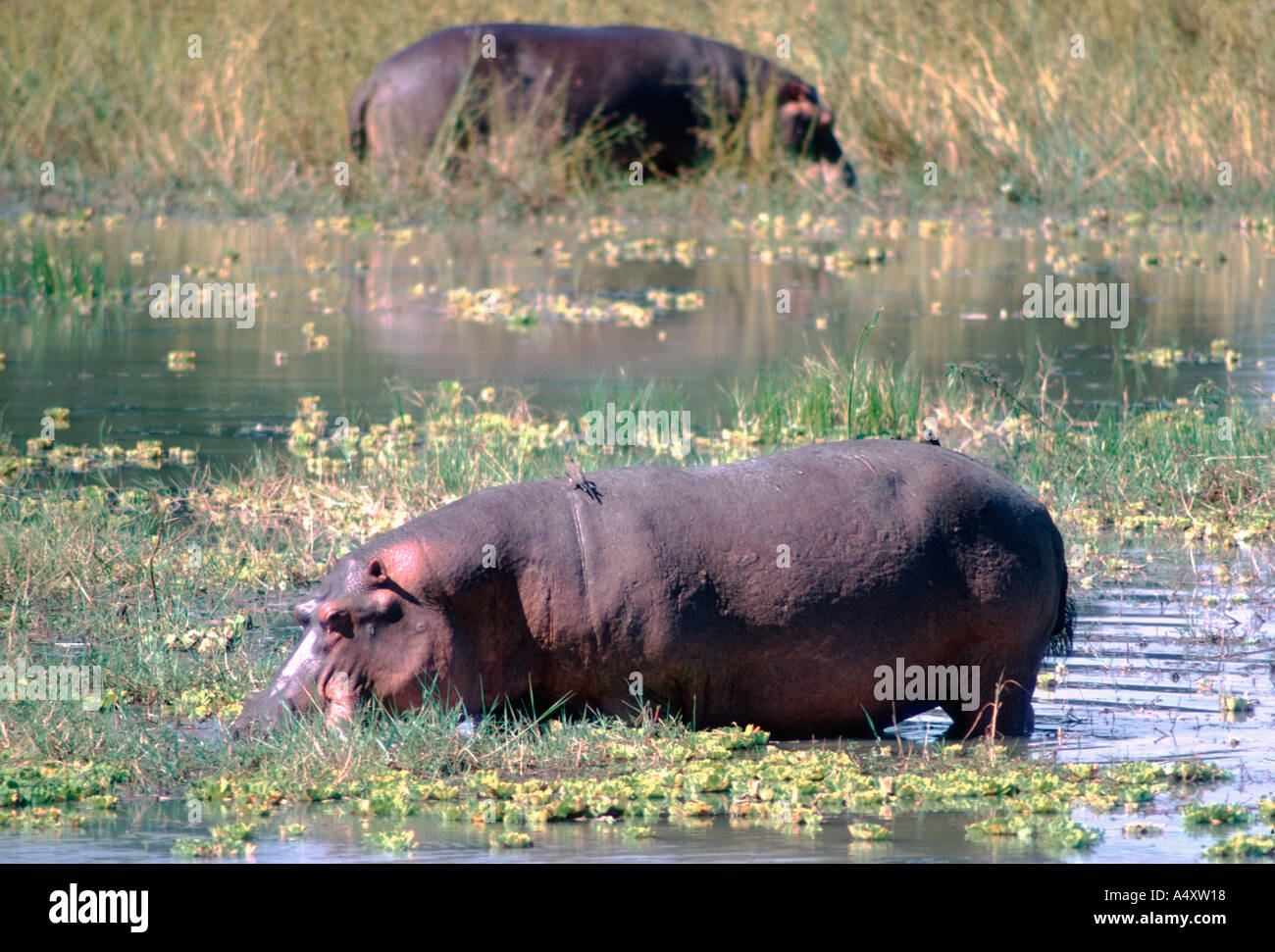 Hippo grazing in dambo Hippopotamus amphibius South Luangwa National Park Zambia Stock Photo