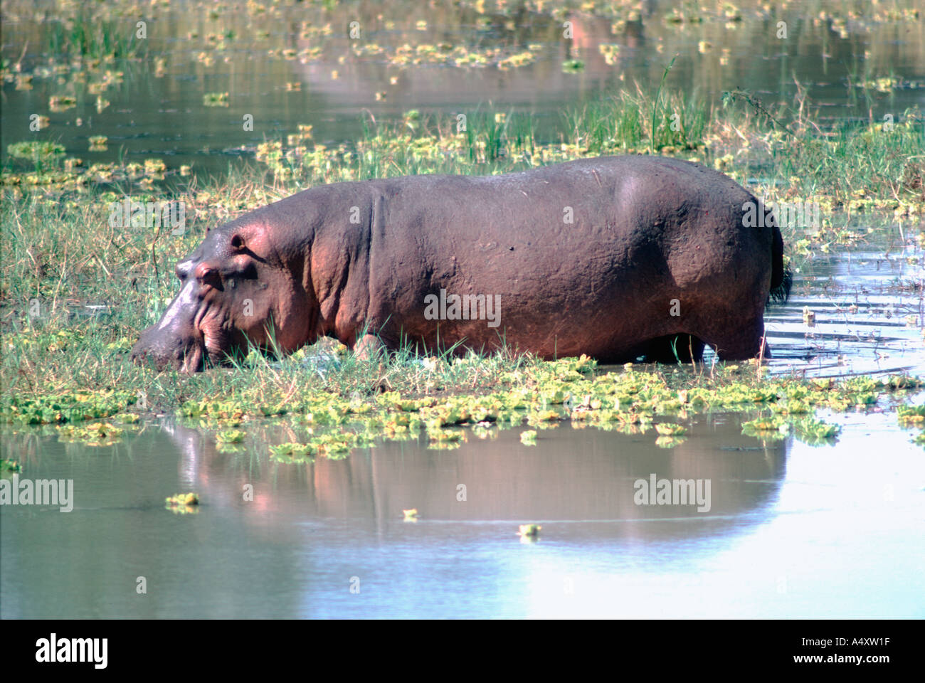 Hippo grazing in dambo Hippopotamus amphibius South Luangwa National Park Zambia Stock Photo