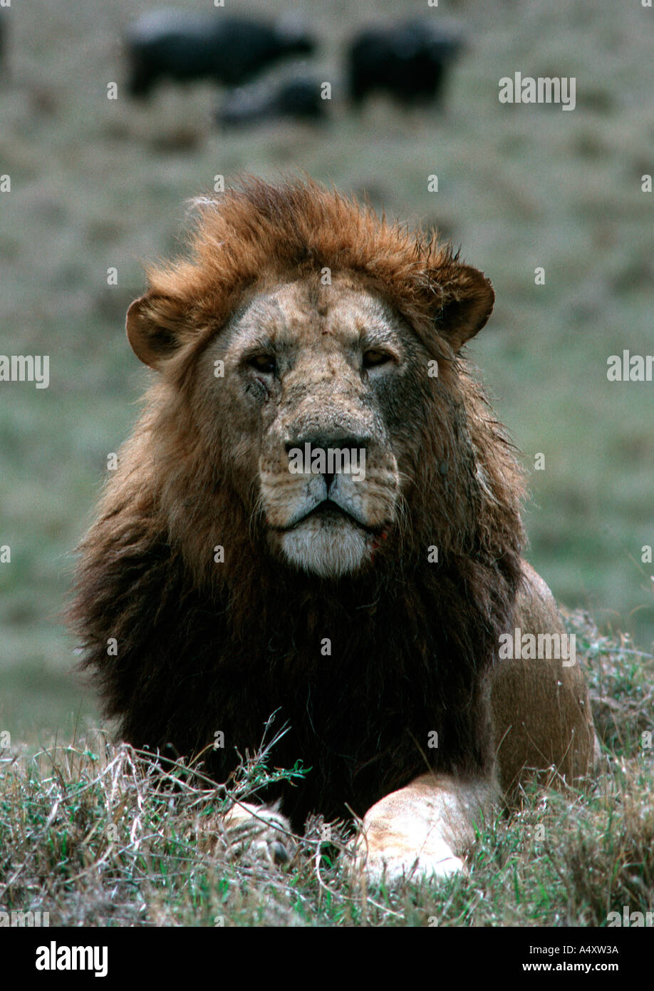 African lion Panthera leo Masai Mara Reserve Kenya Stock Photo - Alamy