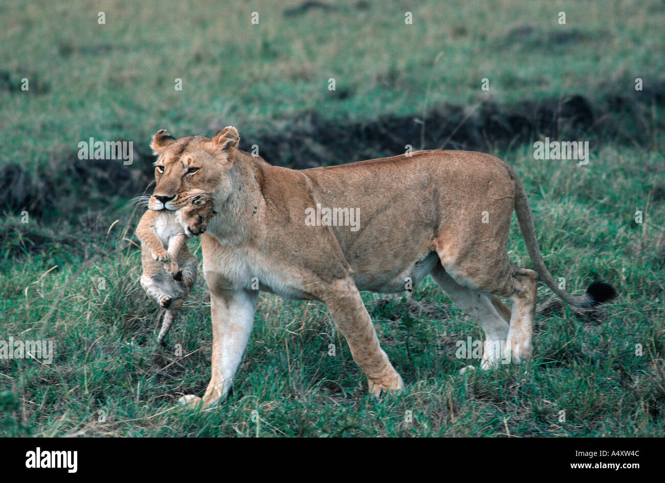 African lioness carrying cub Panthera leo Masai Mara Reserve Kenya Stock Photo