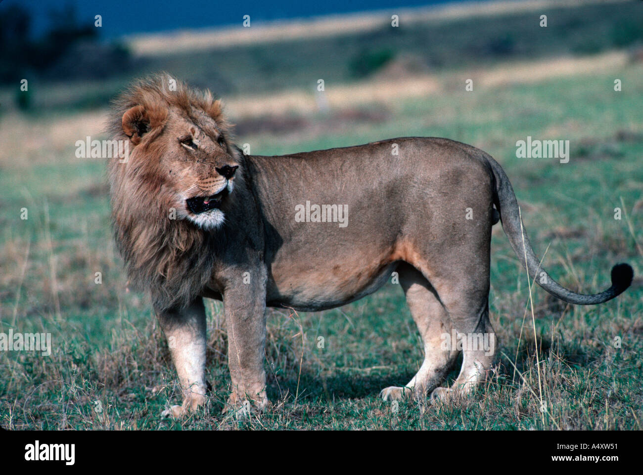 African lion Panthera leo Masai Mara Game Reserve Kenya Stock Photo - Alamy