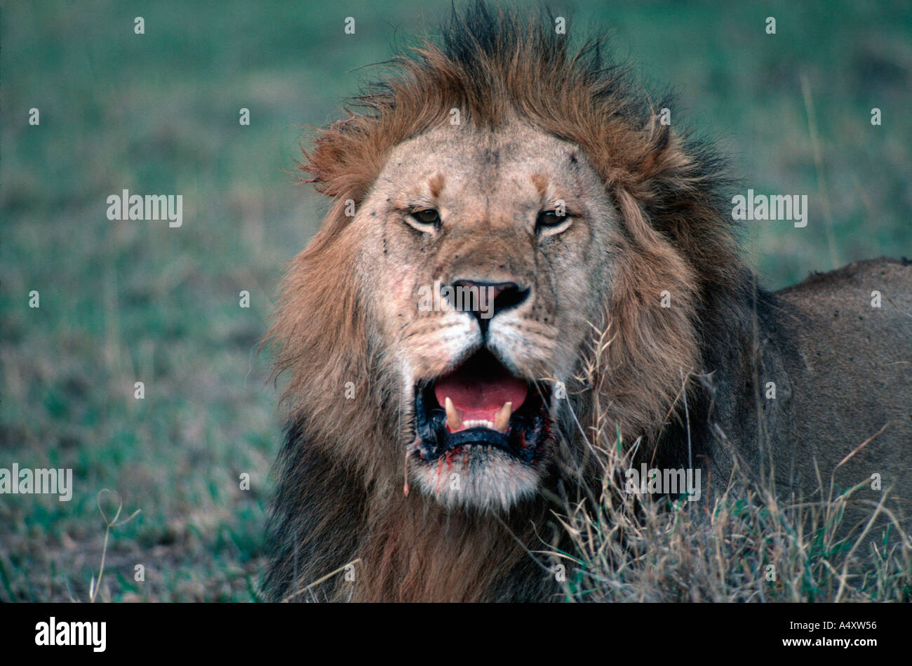 Portrait of African lion Panthera leo Masai Mara Game Reserve Kenya ...