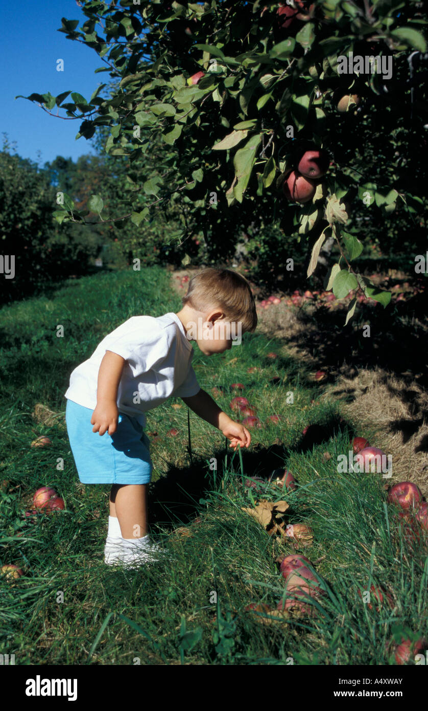 Bolton MA USA Apple picking on the Nicewicz Farm in Massachusetts