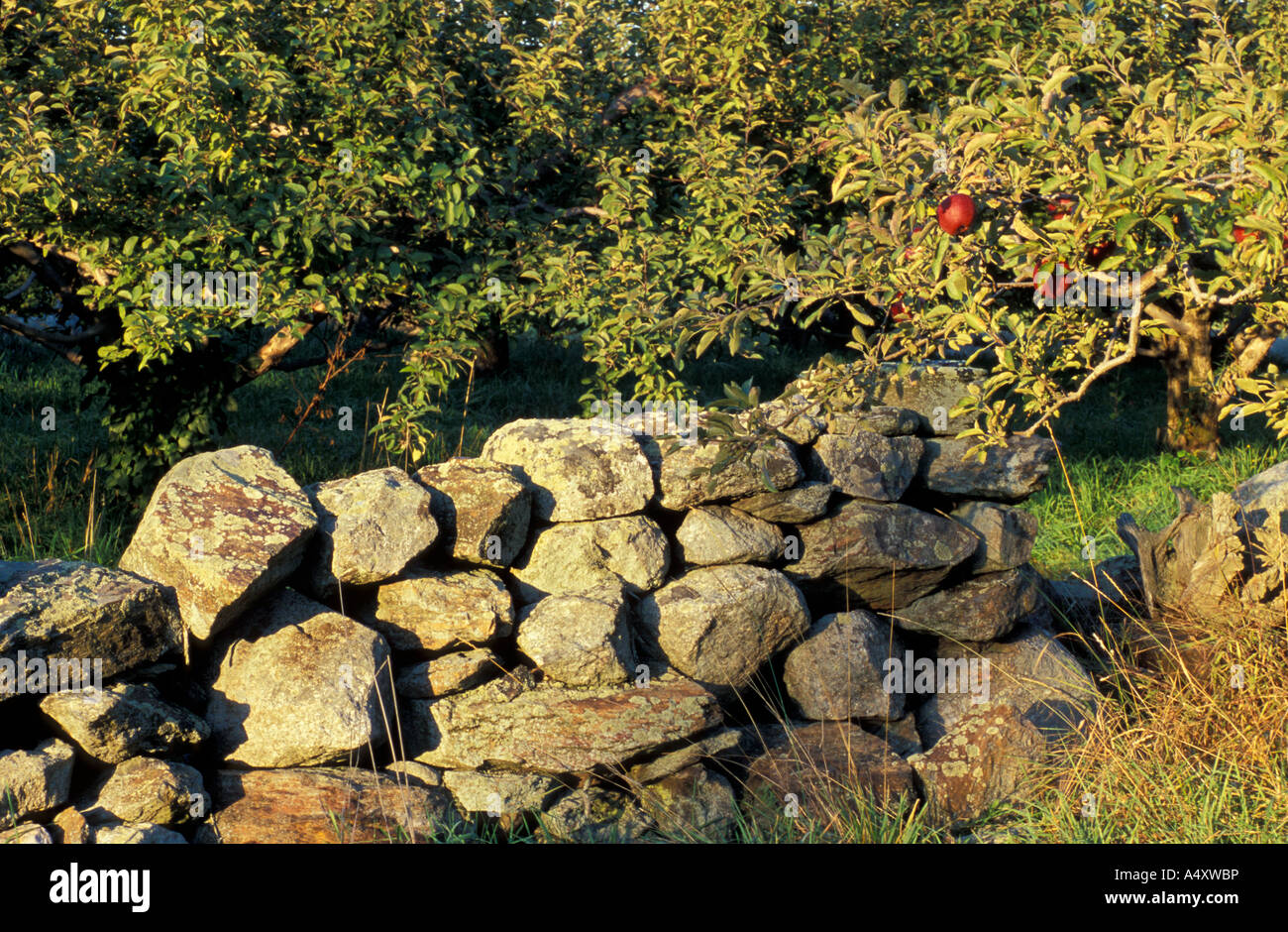 Bolton MA USA Apples grow next to a stone wall on the Schartner Farm in