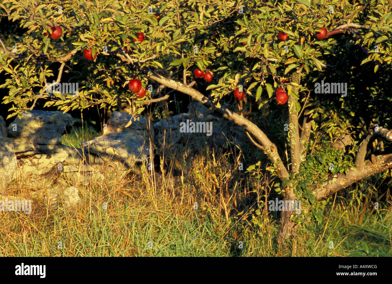 Bolton MA USA Apples grow next to a stone wall on the Schartner Farm in