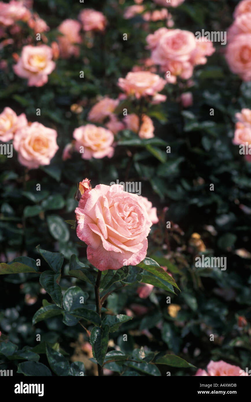 Queen Mary Gardens Stock Photos & Queen Mary Gardens Stock Images Alamy