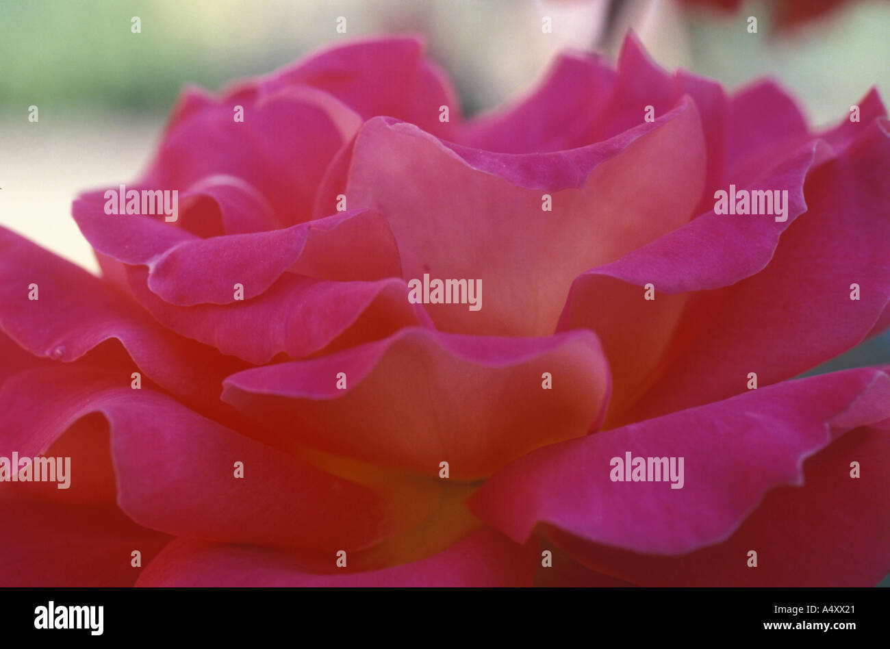Mary rose garden hires stock photography and images Alamy