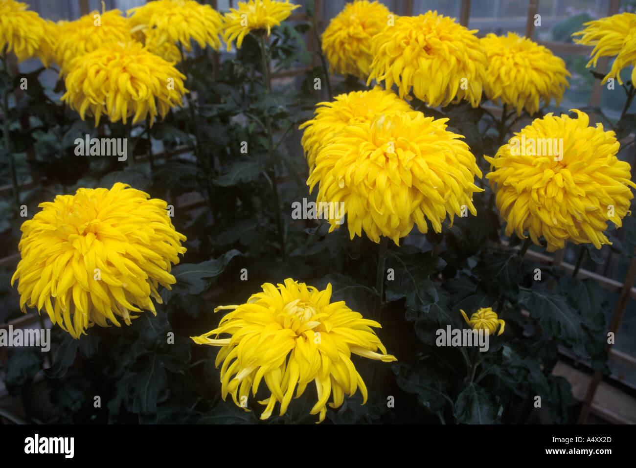 Royal chrysanthemum hires stock photography and images Alamy