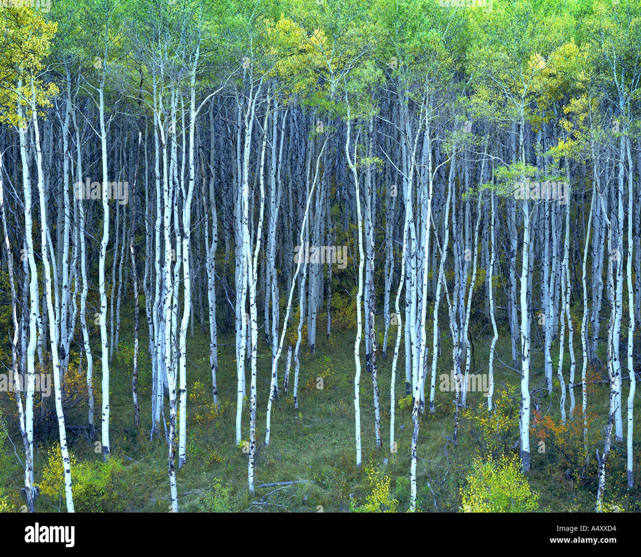 USA - COLORADO: Aspens in the Rocky Mountains Stock Photo