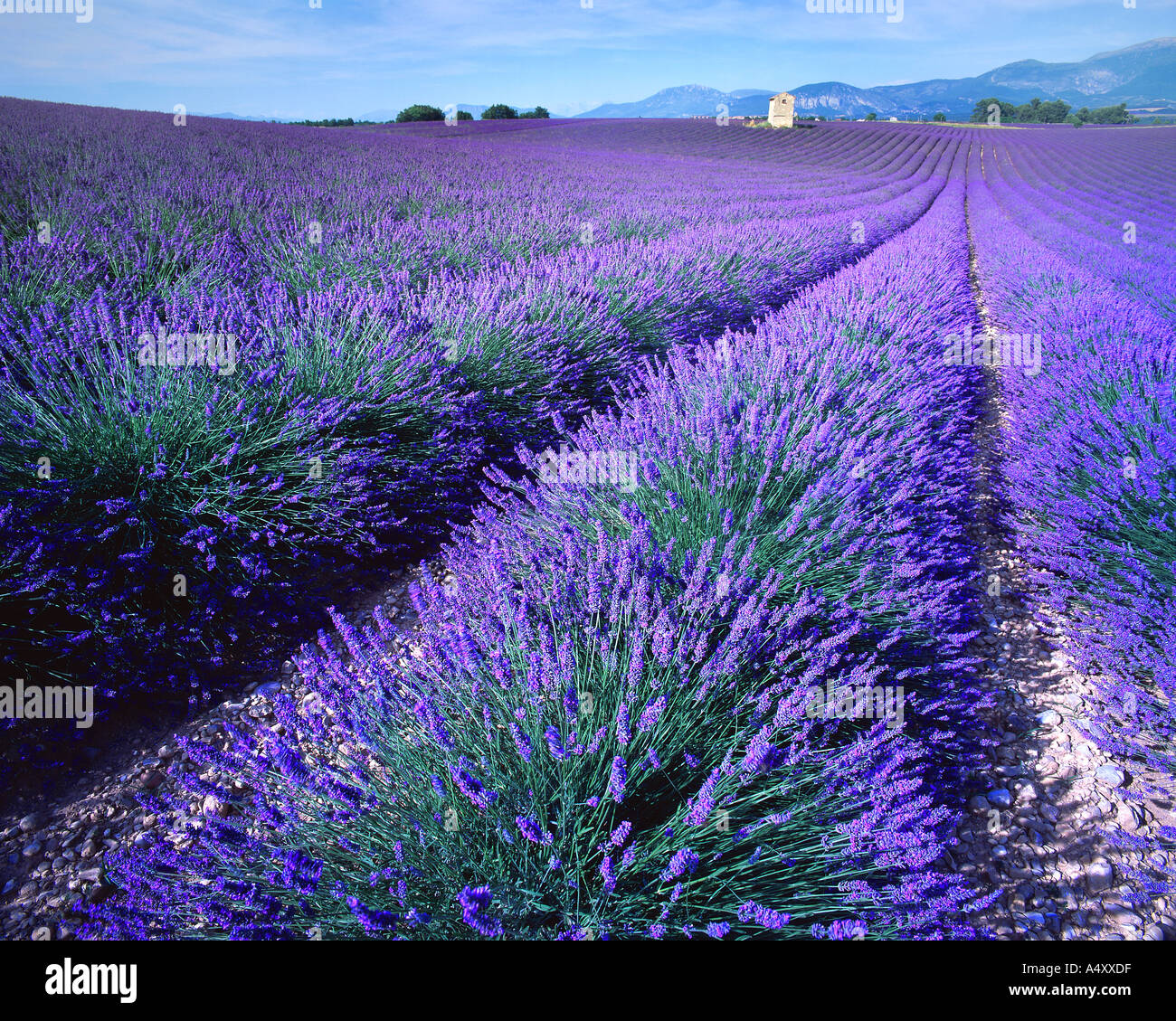 FR - ALPES DE HAUTE PROVENCE: Lavender Field Stock Photo