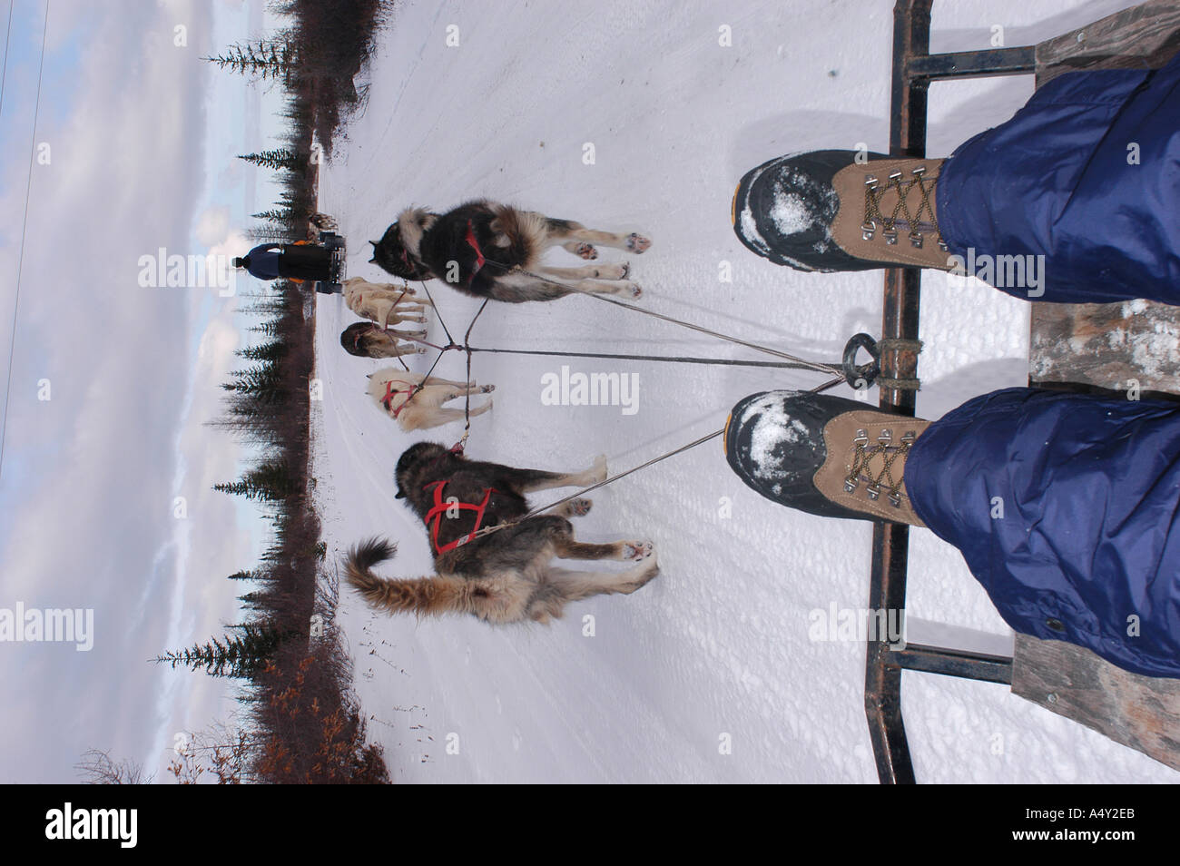 Dog Sledding Churchill Manitoba Canada winter tundra arctic sport wolf husky musher Kike Calvo V