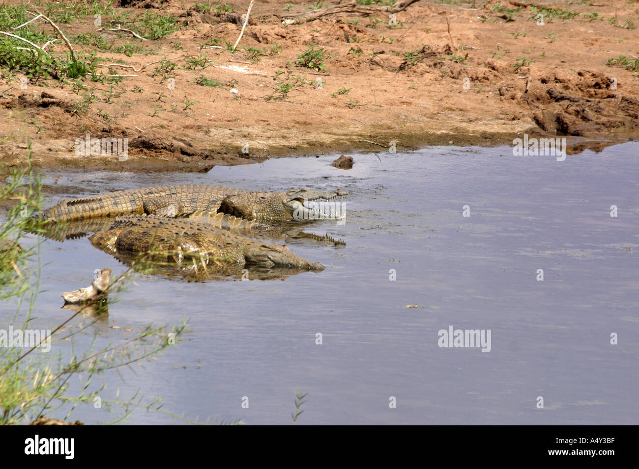 Crocodiles lying in the limpopo river Stock Photo