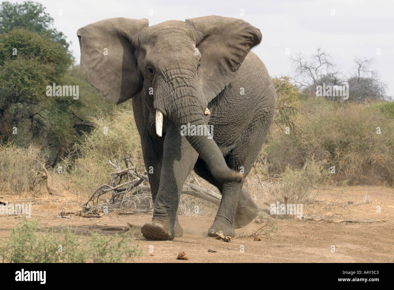 Elephant bull with ears flapping Stock Photo