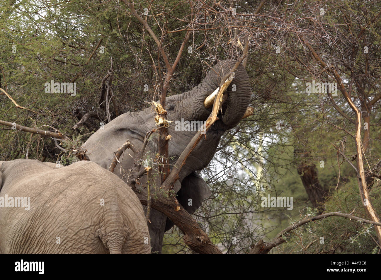 Elephant breaking thorn branches to feed Stock Photo