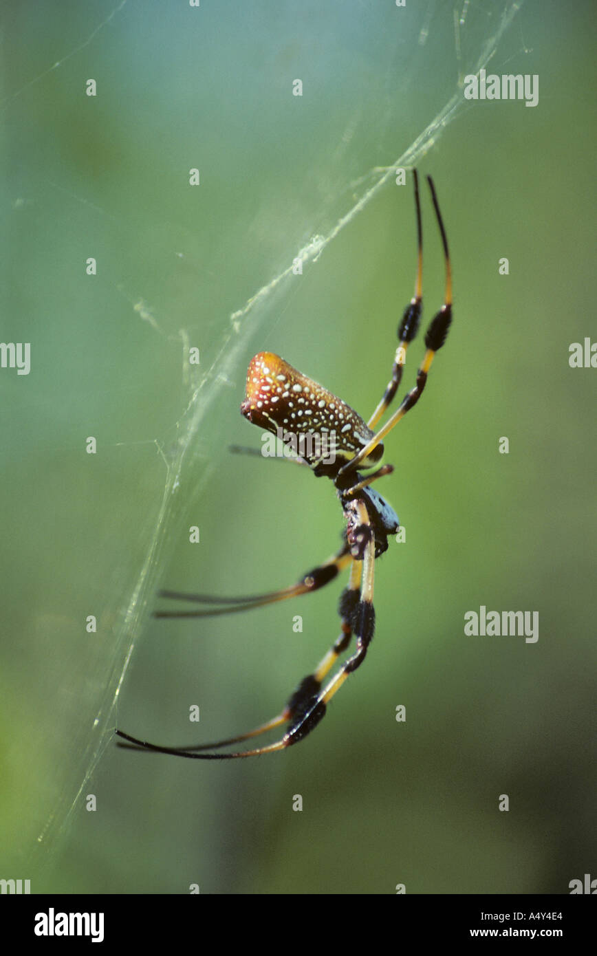 Golden Orb Weaver Spider On Web Florida Usa Silk From The Web Is