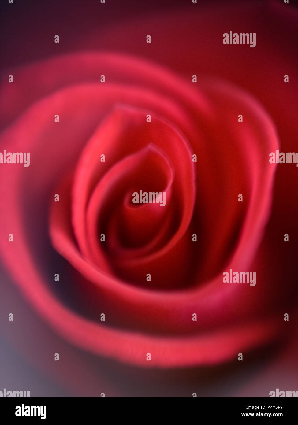 Rose red blur hi-res stock photography and images - Alamy