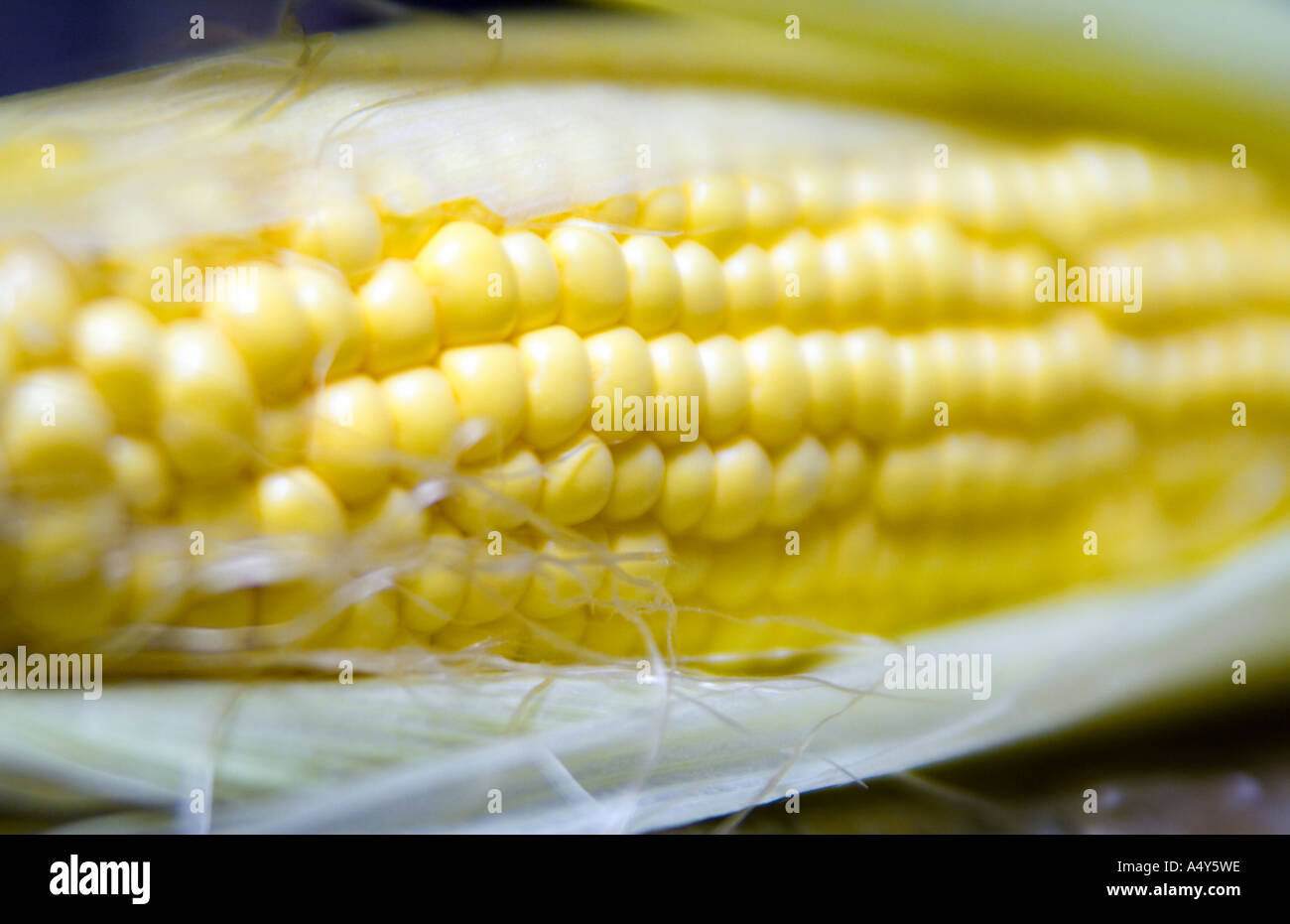 corn on the cob Stock Photo