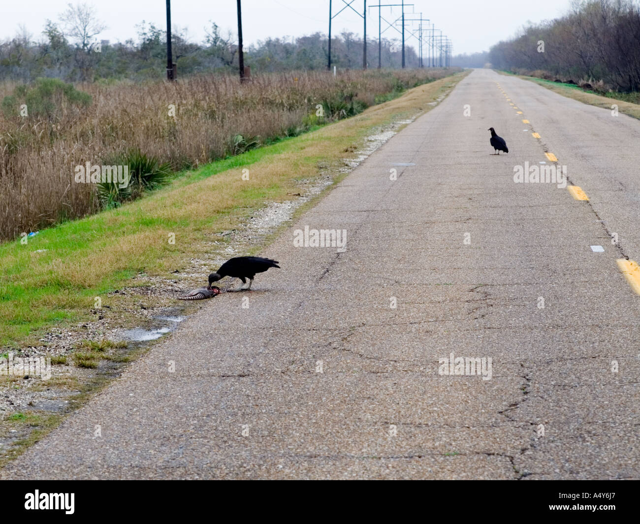 Black vulture eating dead armadillo Stock Photo