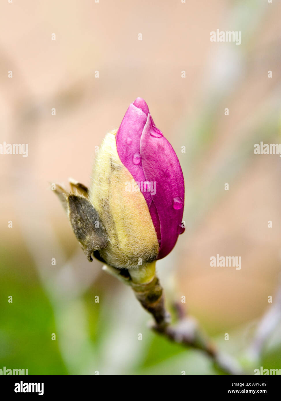 Magnolia flower bud opening hi-res stock photography and images - Alamy
