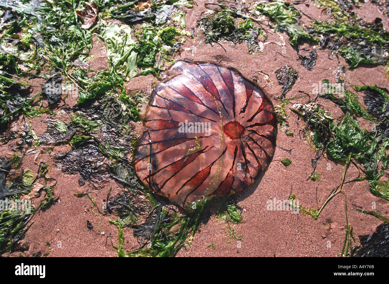 A beached jelly fish Stock Photo Alamy