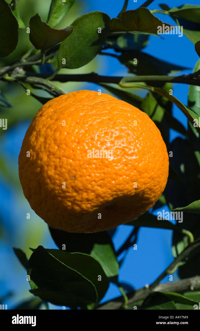 Cirtus grove hires stock photography and images Alamy