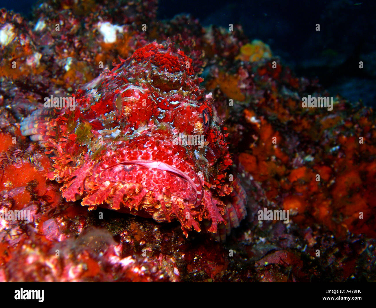 scorpion fish camouflage animal Stock Photo