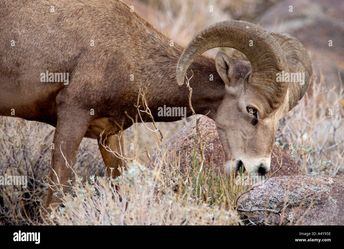 Endangered Peninsular Bighorn Sheep Ram at Anza Borrego Desert State