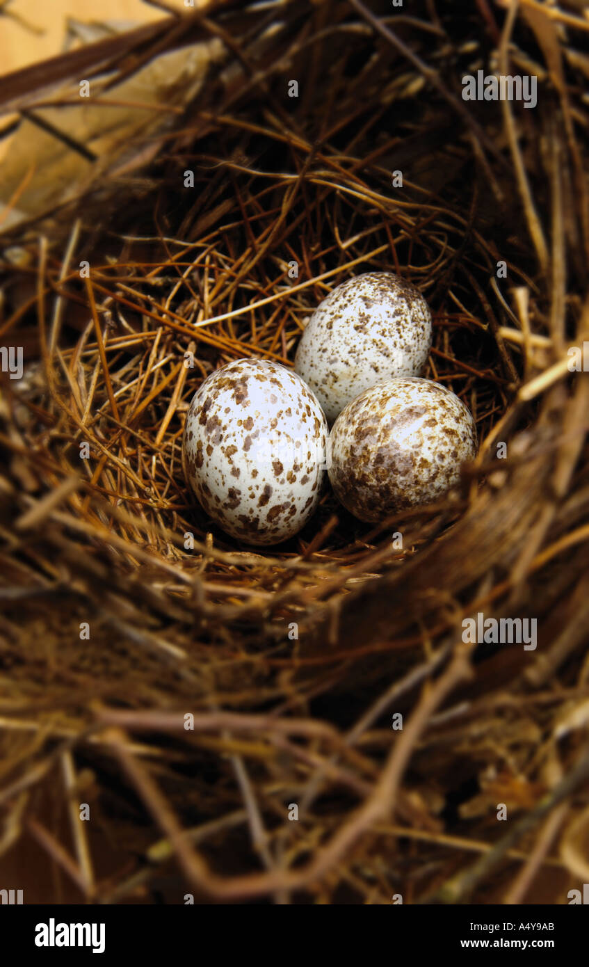 Bird nest with eggs Stock Photo - Alamy