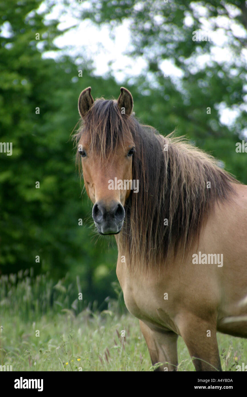 Iceland pony bay dun Stock Photo - Alamy