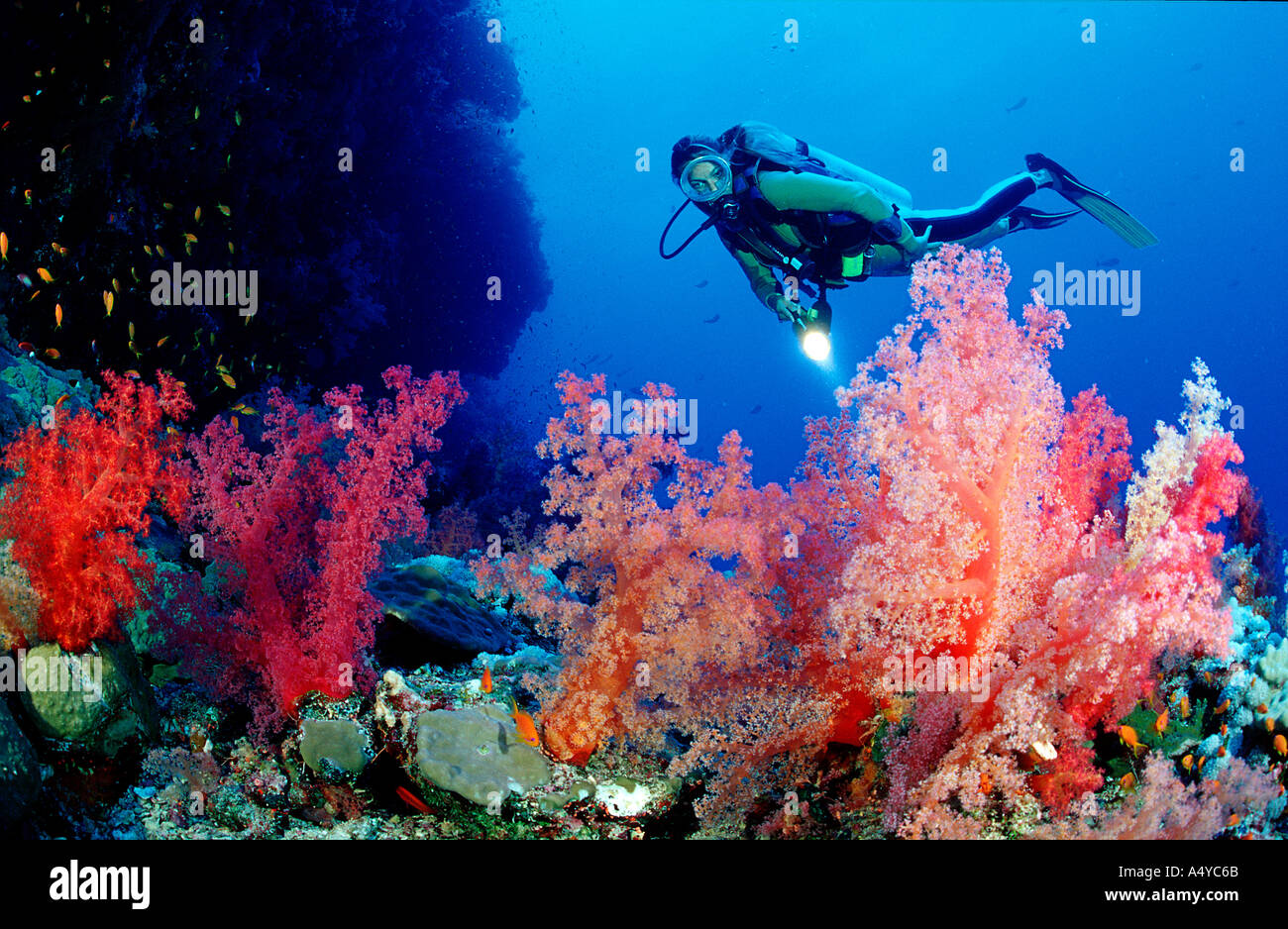 Scuba diver and soft corals Ägypten Egypt  Stock Photo