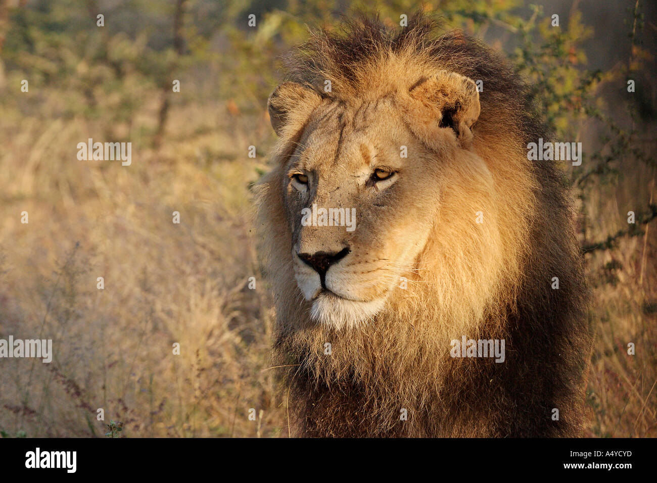 Proud Maned Lion High Resolution Stock Photography and Images - Alamy