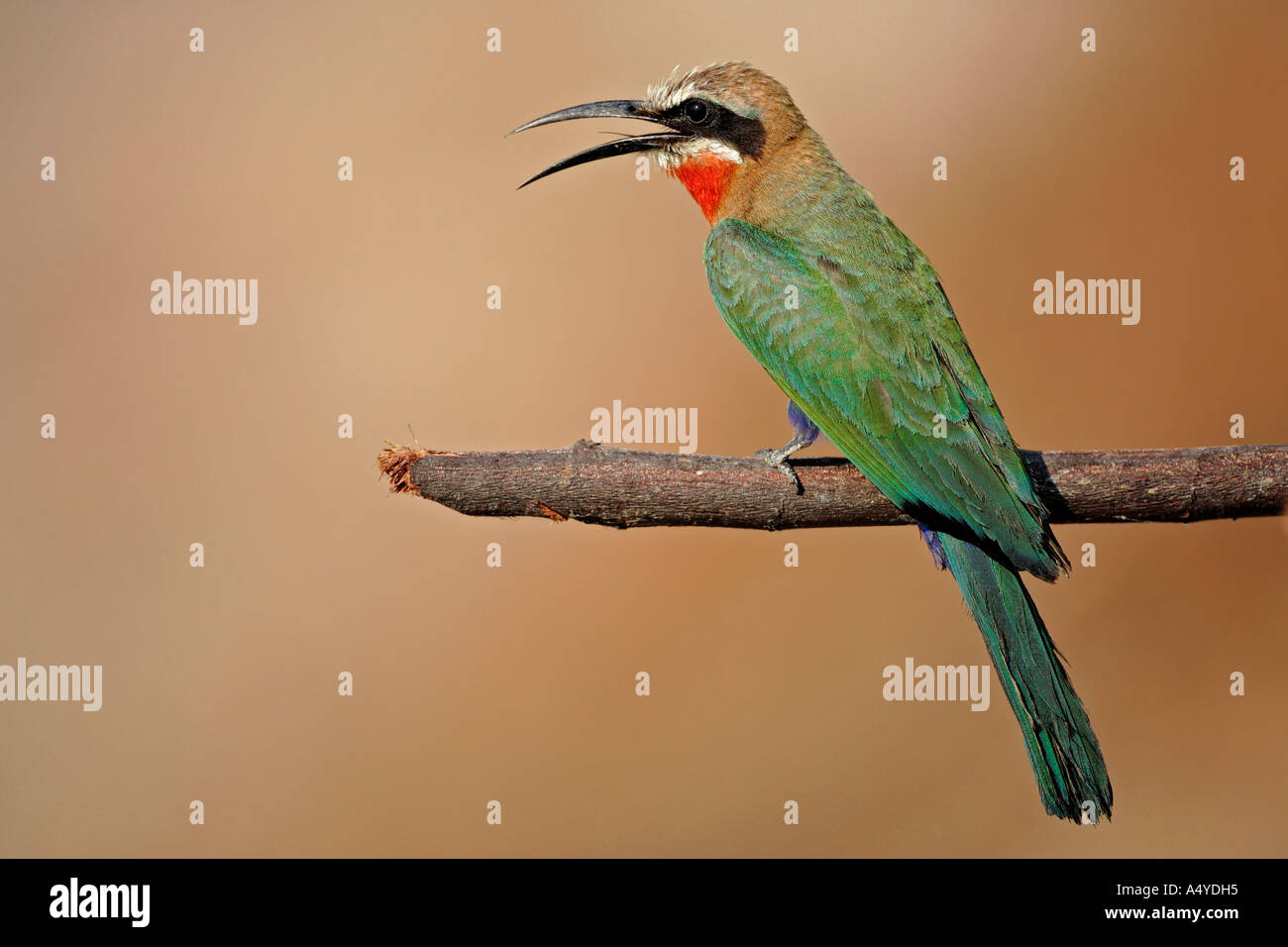 White-fronted Bee-eater (Merops bullockoides). Zambezi (Sambezi ...