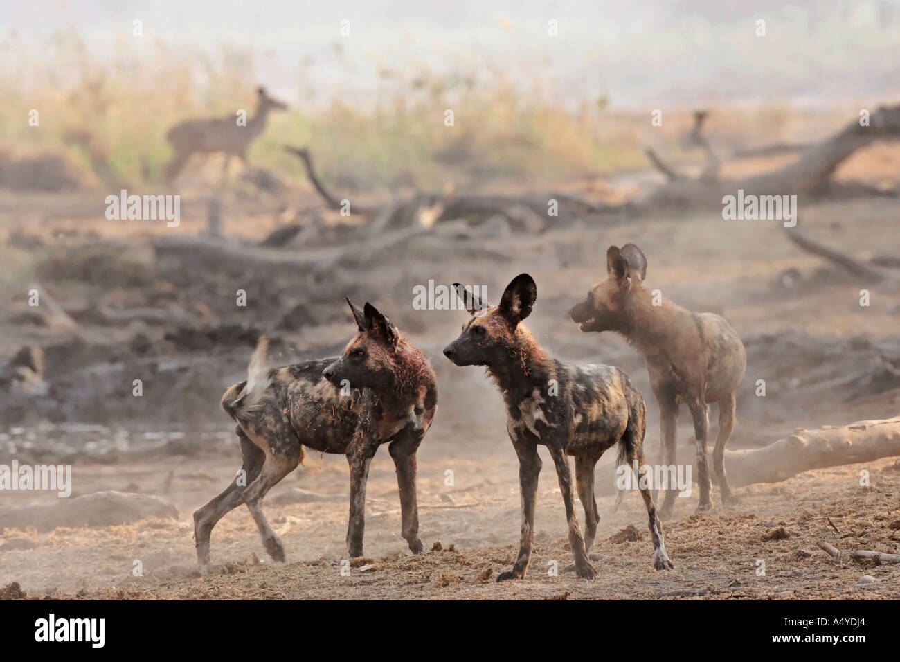 african wilddogs Lycaon pictus looks for the kudu Location Africa Botswana Linyanti Chobe National Park wildlife Stock Photo