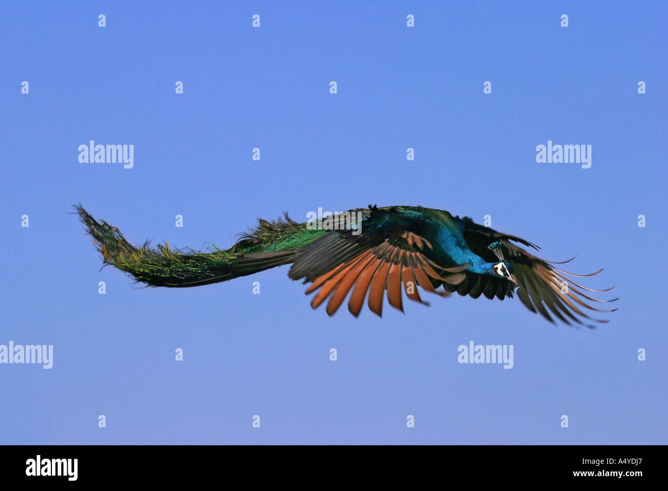 Flying peacock hi-res stock photography and images - Alamy
