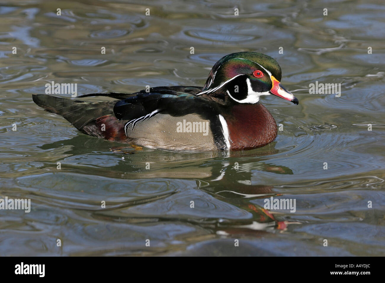 Wood duck (Aix sponsa Stock Photo Alamy