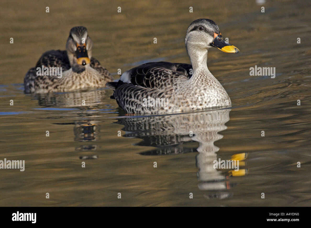 Lake Rash Duck Duck at a lake hi-res stock photography and images - Alamy