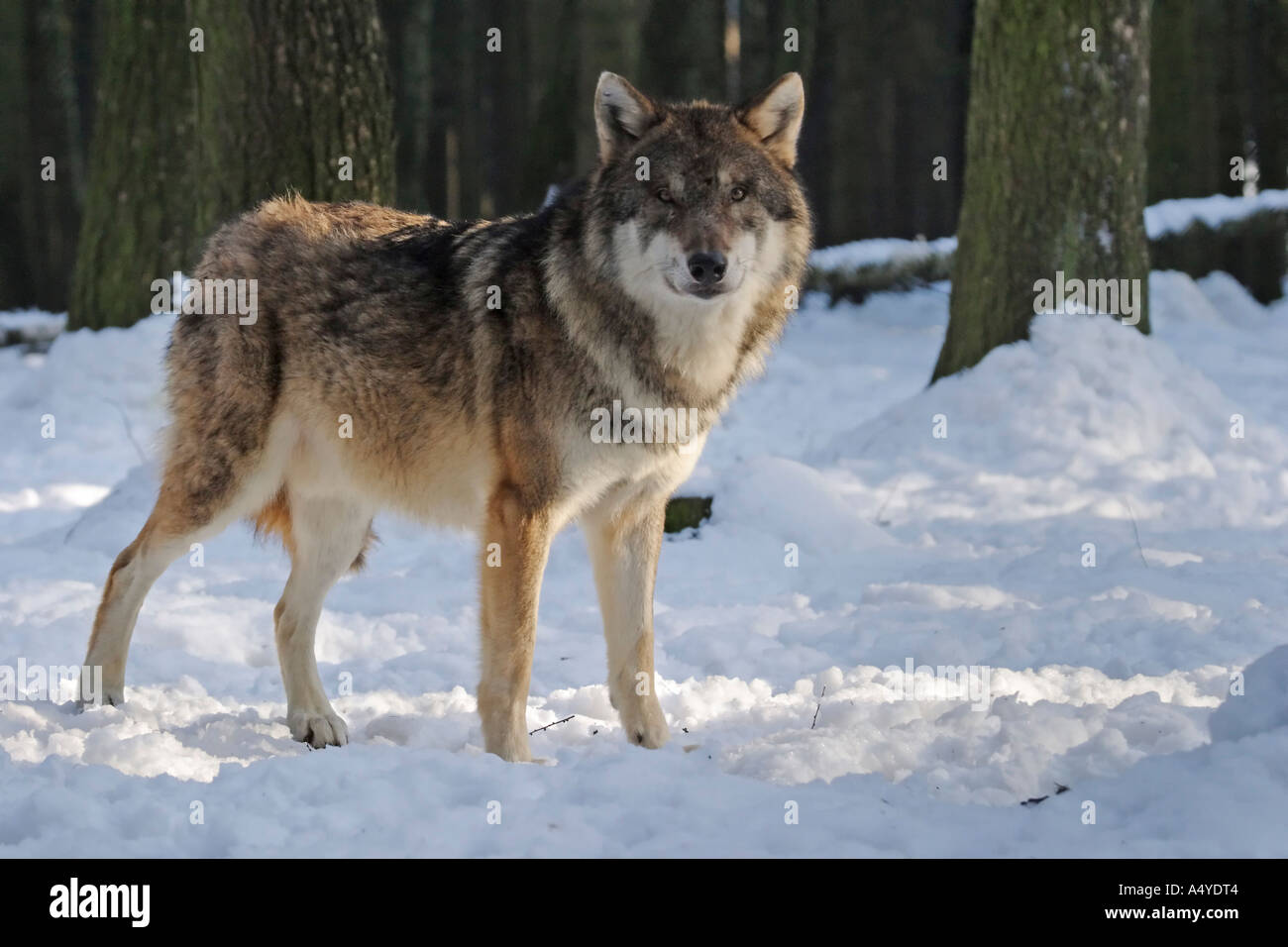 european wolf Canis lupus lupus in winter Stock Photo