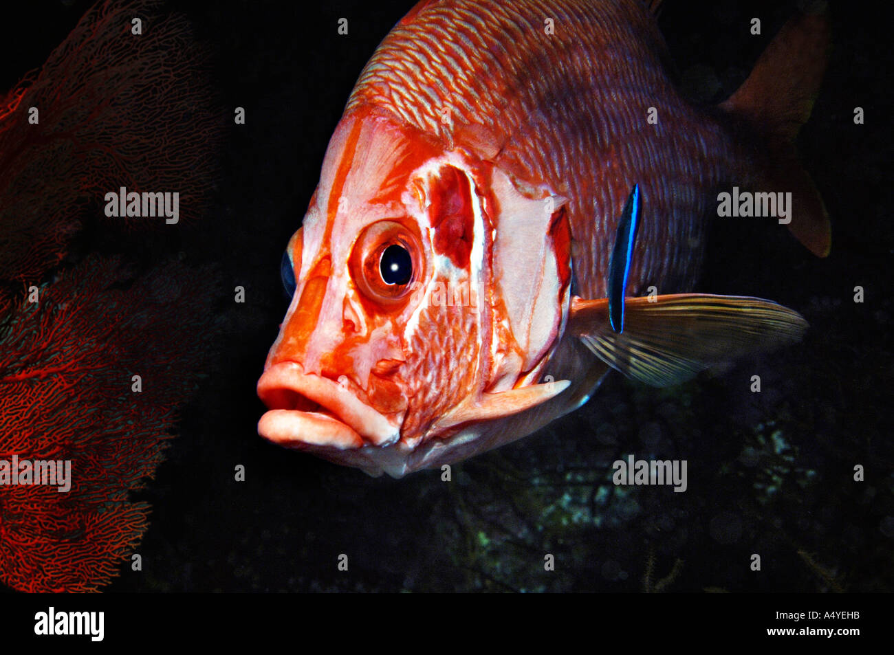 Rotes Meer Grossdorn Husarenfisch mit Putzerfisch Sargocentron spiniferum e: Middle East Red Sea Long jawed Squirrelfish with Stock Photo